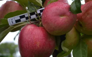 ПРИИСКОВСКОЕ