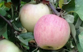 ТЕНЬКОВСКАЯ