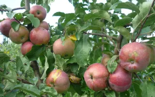 МОРОЗОВСКОЕ