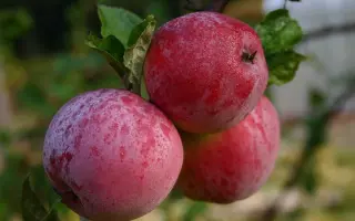 СИНАП МИНУСИНСКИЙ