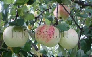 ОСЕННЯЯ СУСОВА