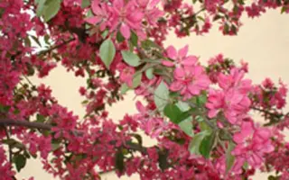 ШАФРАН САЯНСКИЙ