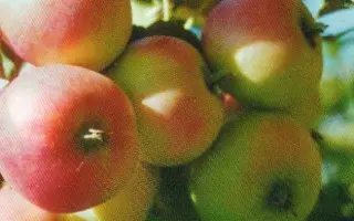 МИНУСИНСКОЕ ЛЕТНЕЕ