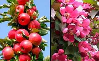 ГРАНАТОВЫЙ БРАСЛЕТ