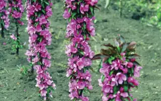 МАЛИНОВОЕ ОЖЕРЕЛЬЕ