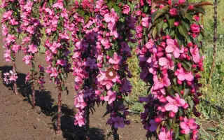 МАНЯЩИЙ АРОМАТ