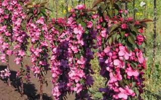 РОЗОВАЯ СКАЗКА