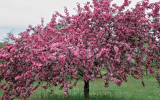 БАГРЯНЫЙ ЦВЕТ