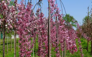 АЛАЯ ПЛАКУЧАЯ