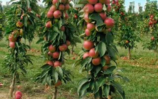 ПИРАМИДАЛЬНАЯ