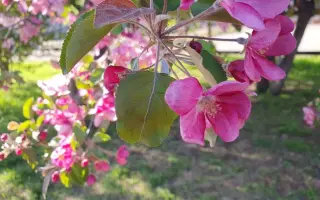 РОЗОВОЕ ЧУДО