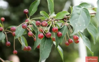 САХАЛИНСКАЯ ЖЕМЧУЖИНА