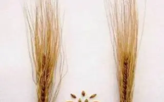 ВОЛЖСКИЙ ПЕРВЫЙ