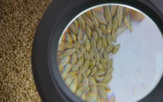 АЛТАЙСКИЙ 22