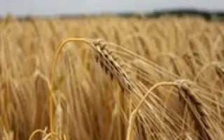 ОРЕНБУРГСКИЙ 11