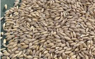 ВОРСИНСКИЙ 2