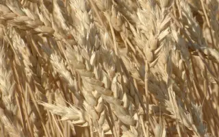 ВОЛГОГРАДСКИЙ 08