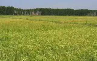 СИБИРСКИЙ АВАНГАРД