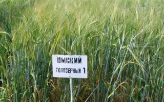 ОМСКИЙ ГОЛОЗЕРНЫЙ 1