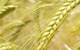 ЧЕЛЯБИНСКИЙ 99