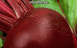 ПОДЗИМНЯЯ А 474