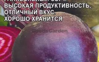 КУБАНСКАЯ БОРЩЕВАЯ 43