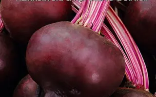 ЦЫГАНСКИЙ БАРОН