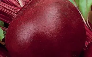 ДЖИПСИ КВИН