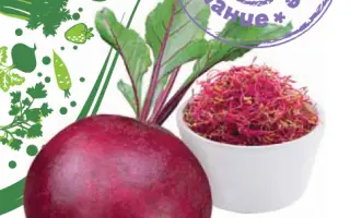 МЕЧТА КУЛИНАРА