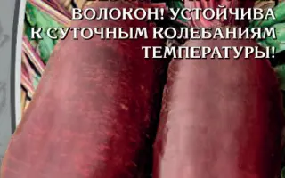 ВИШНЁВАЯ КОРОЛЕВА