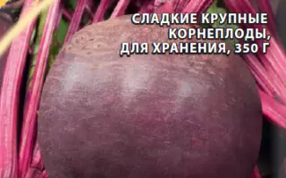 КРАСНАЯ КОРОЛЕВА