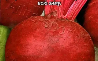 КРАСНЫЙ ШАР