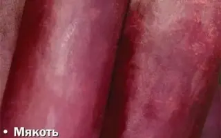 БАГРЯНЫЙ ЦИЛИНДР