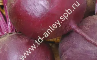 БОРДОВАЯ ЗВЕЗДА