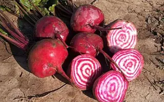 БОРЩЕВАЯ ДОНА