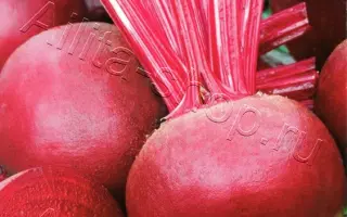 КРАСНЫЙ РУБИН