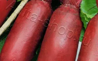 ЖУКОВЧАНКА