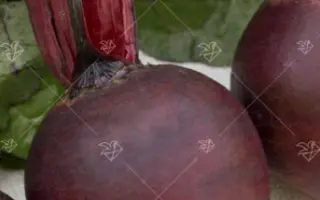 БАГРОВЫЙ ШАР