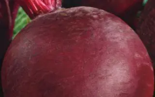 ЧЕРНАЯ ВДОВА