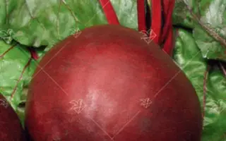 ПЕРВЫЙ УРОЖАЙ