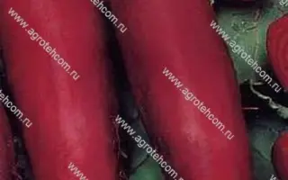 КРАСНЫЙ БОГАТЫРЬ