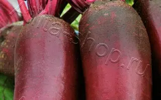 ВОЛШЕБНИЦА