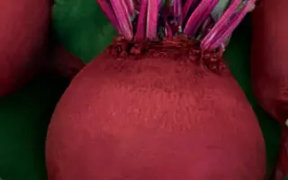 МАДАМ РУЖЕТТ