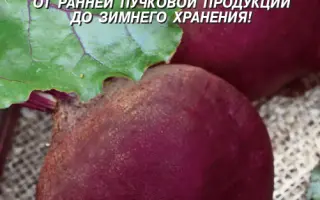 РУССКАЯ ОДНОСЕМЯННАЯ