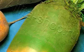 ЭККЕНДОРФСКАЯ МОНО