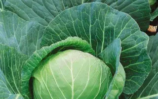 СЛАВА ГРИБОВСКАЯ 231