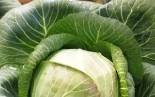 СИБИРЯЧКА 60