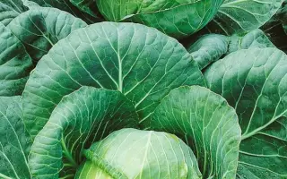 ТАЙНИНСКАЯ