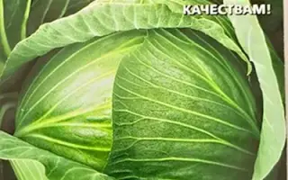 БАГАЕВСКАЯ