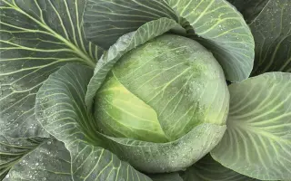 ЭКСПЕКТЕЙШЕН